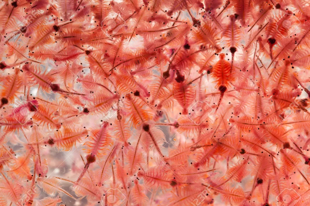 Ongrowing Artemia: A Simple Guide