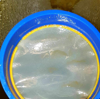 Algae Concentrate Nannochloropsis image 6