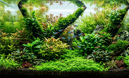 PGP Plant Growth Promotor | Macrophyte Biostimulant | BTAqua