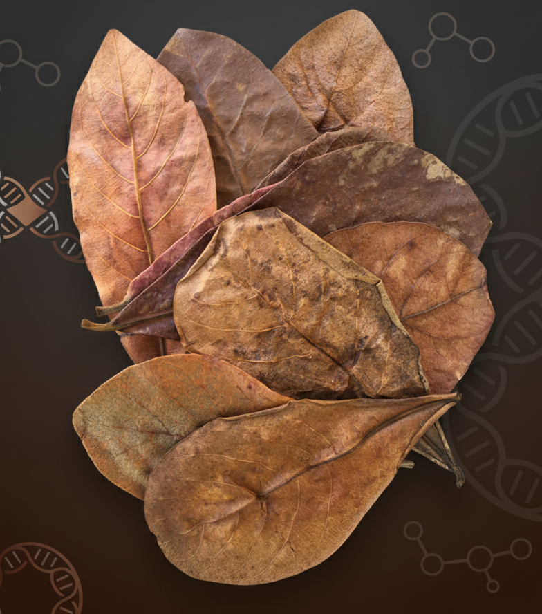 CATAPLEX - Indian Almond Leaf extract