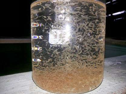 Artemia Cysts (Brine Shrimp Eggs)