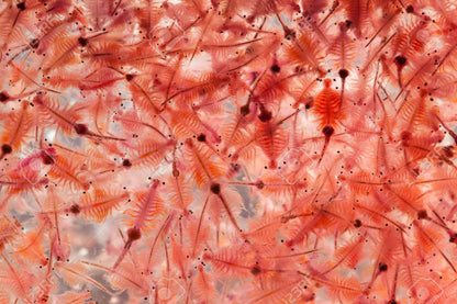 Artemia Cysts (Brine Shrimp Eggs)